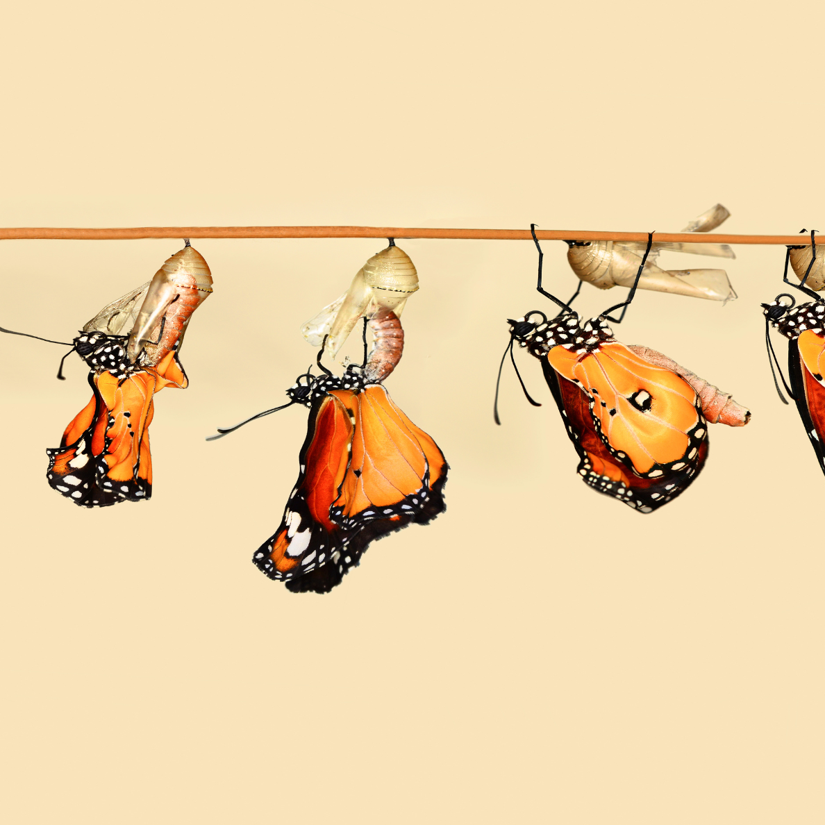 Renewal and Rebirth: Embracing Cycles of Creation and Growth in 2025